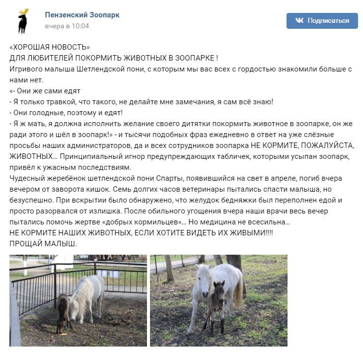 Visitors to the Penza Zoo fed a foal to death - Penza, Zoo, Binge eating, Foal, Animals, news, Negative, Horses