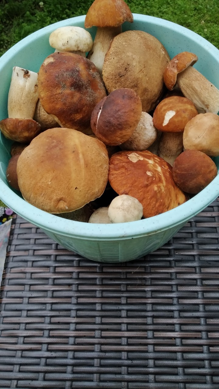 After the rain - My, Mushrooms, Boletus, Porcini, Silent hunt, Mushroom pickers, Forest, Longpost