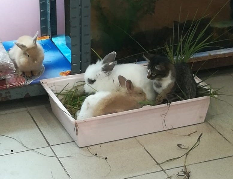 Messed up - cat, Rabbit, Longpost