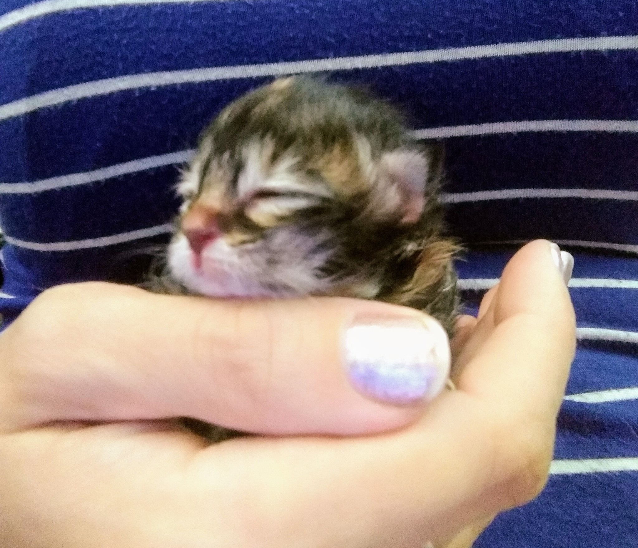 Tikhoretsk. Newborn Kittens. Looking for a lactating cat. - My, Tikhoretsk, Tikhoretsk district, Help, Kittens, cat, Help me find, No rating, Helping animals