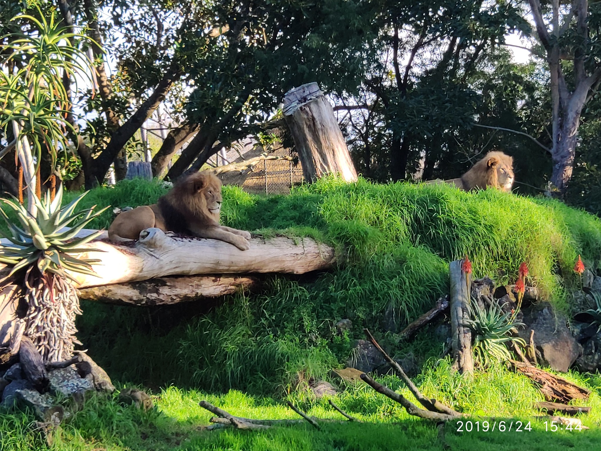 Auckland Zoo. - My, New Zealand, Zoo, Nature, Walk, Longpost