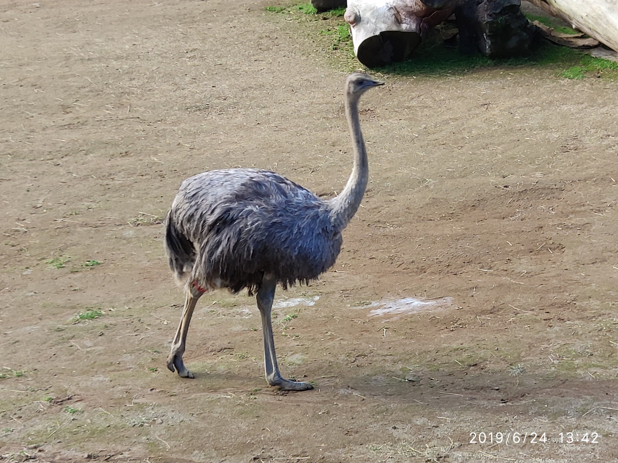 Auckland Zoo. - My, New Zealand, Zoo, Nature, Walk, Longpost