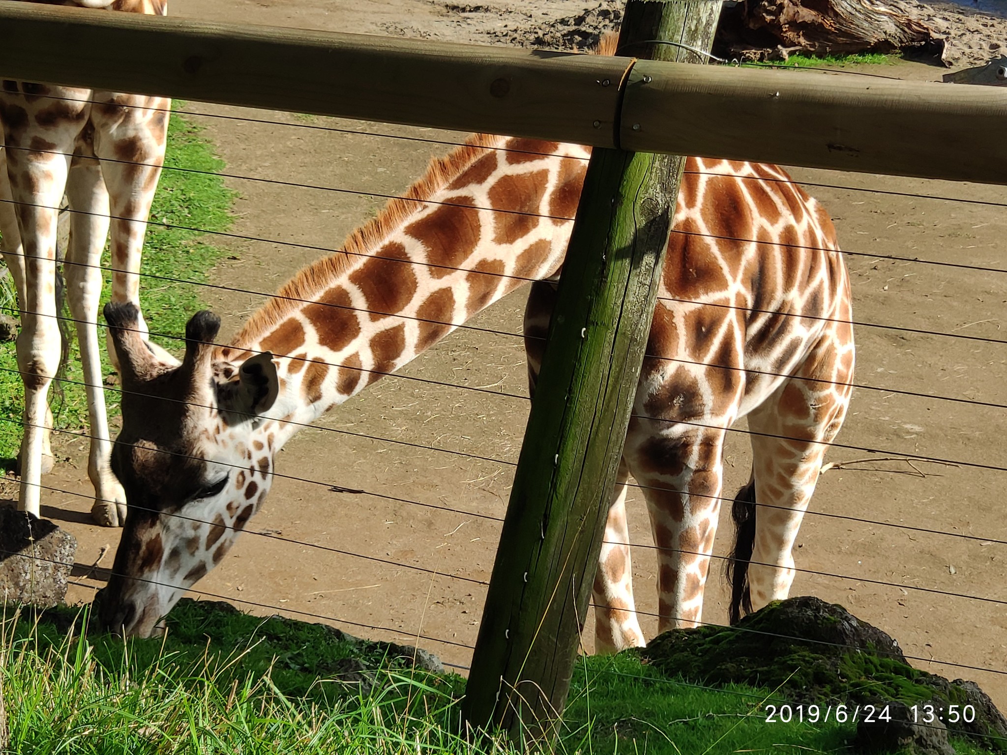 Auckland Zoo. - My, New Zealand, Zoo, Nature, Walk, Longpost