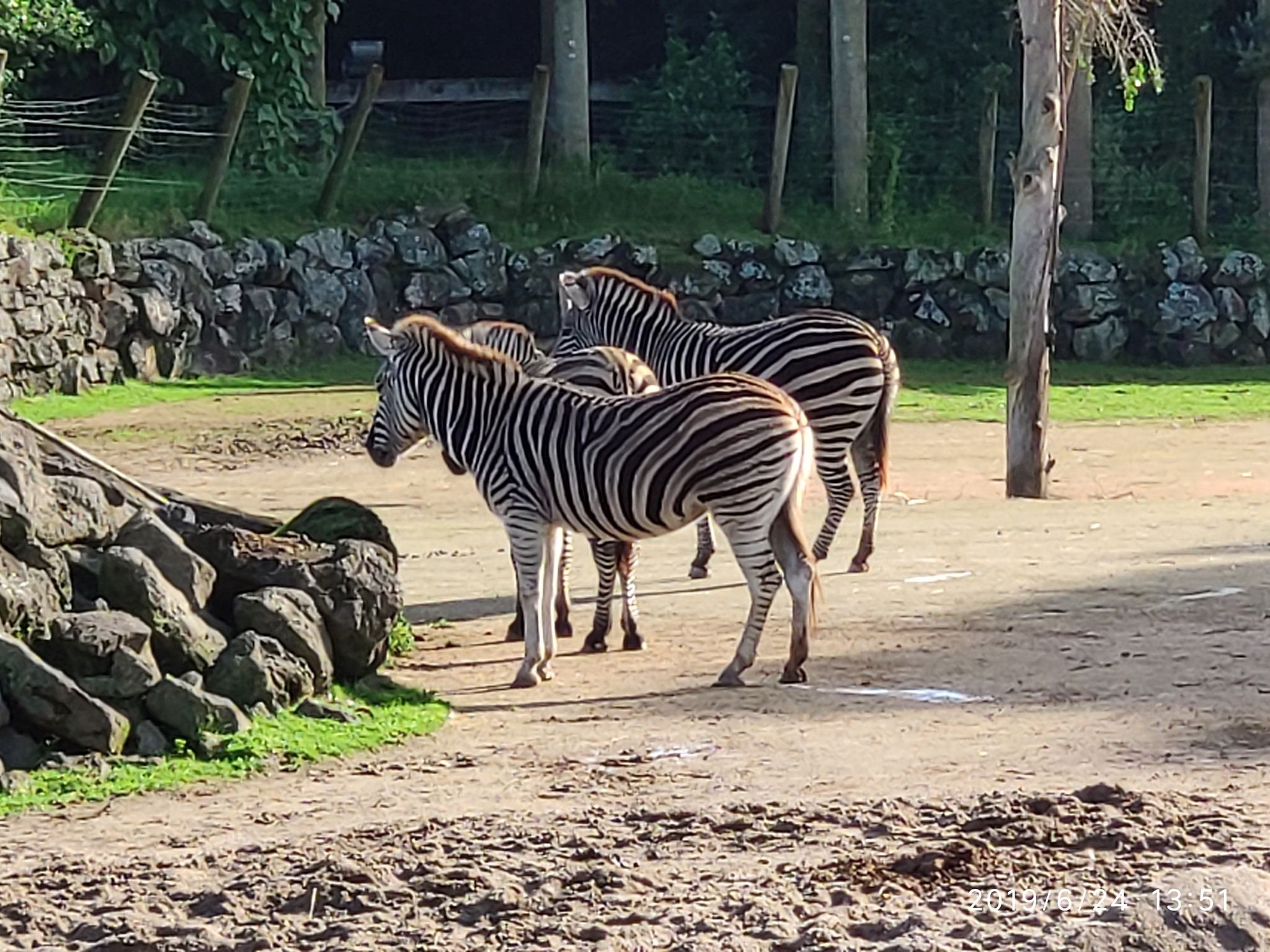 Auckland Zoo. - My, New Zealand, Zoo, Nature, Walk, Longpost