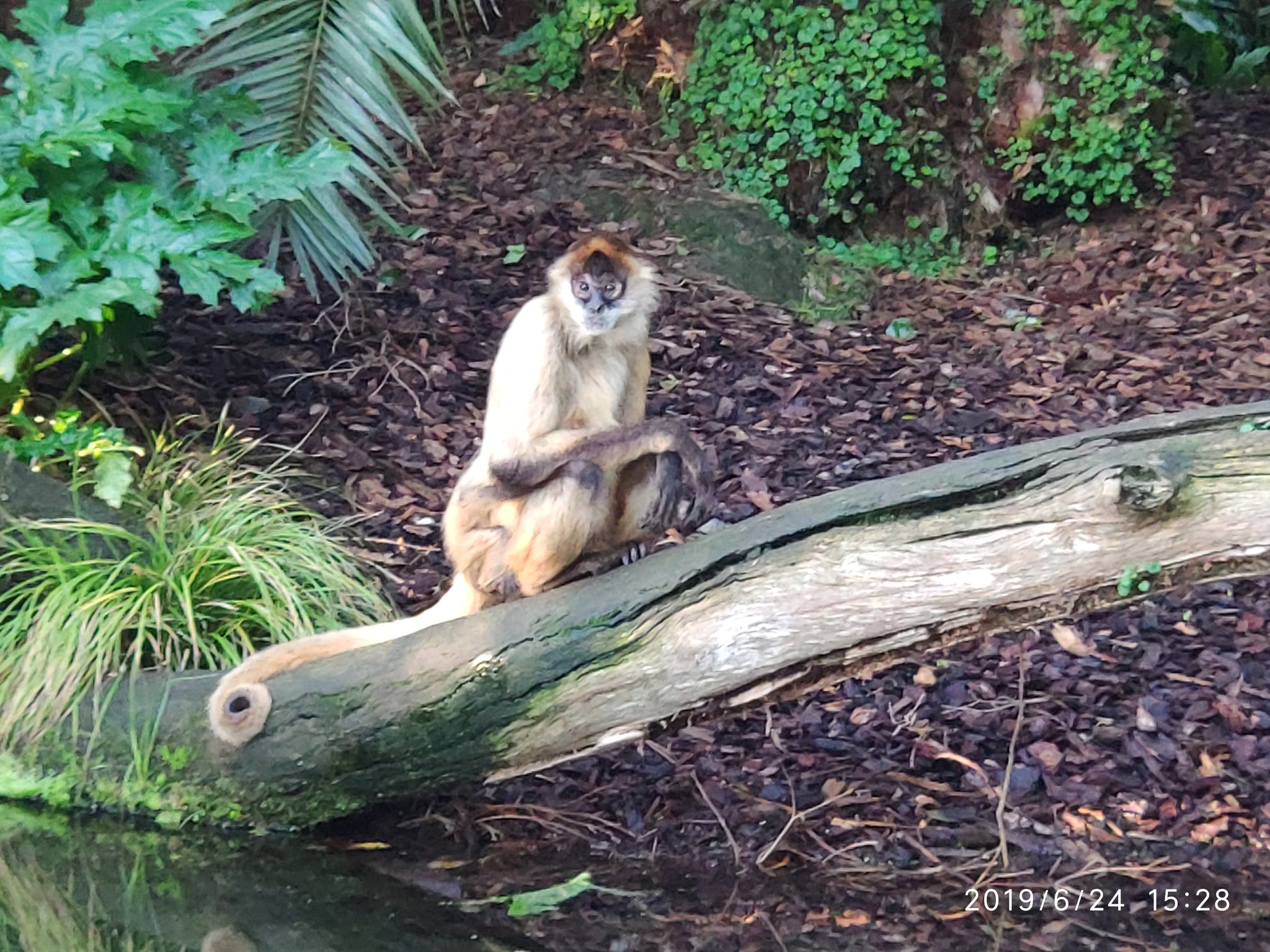 Auckland Zoo. - My, New Zealand, Zoo, Nature, Walk, Longpost