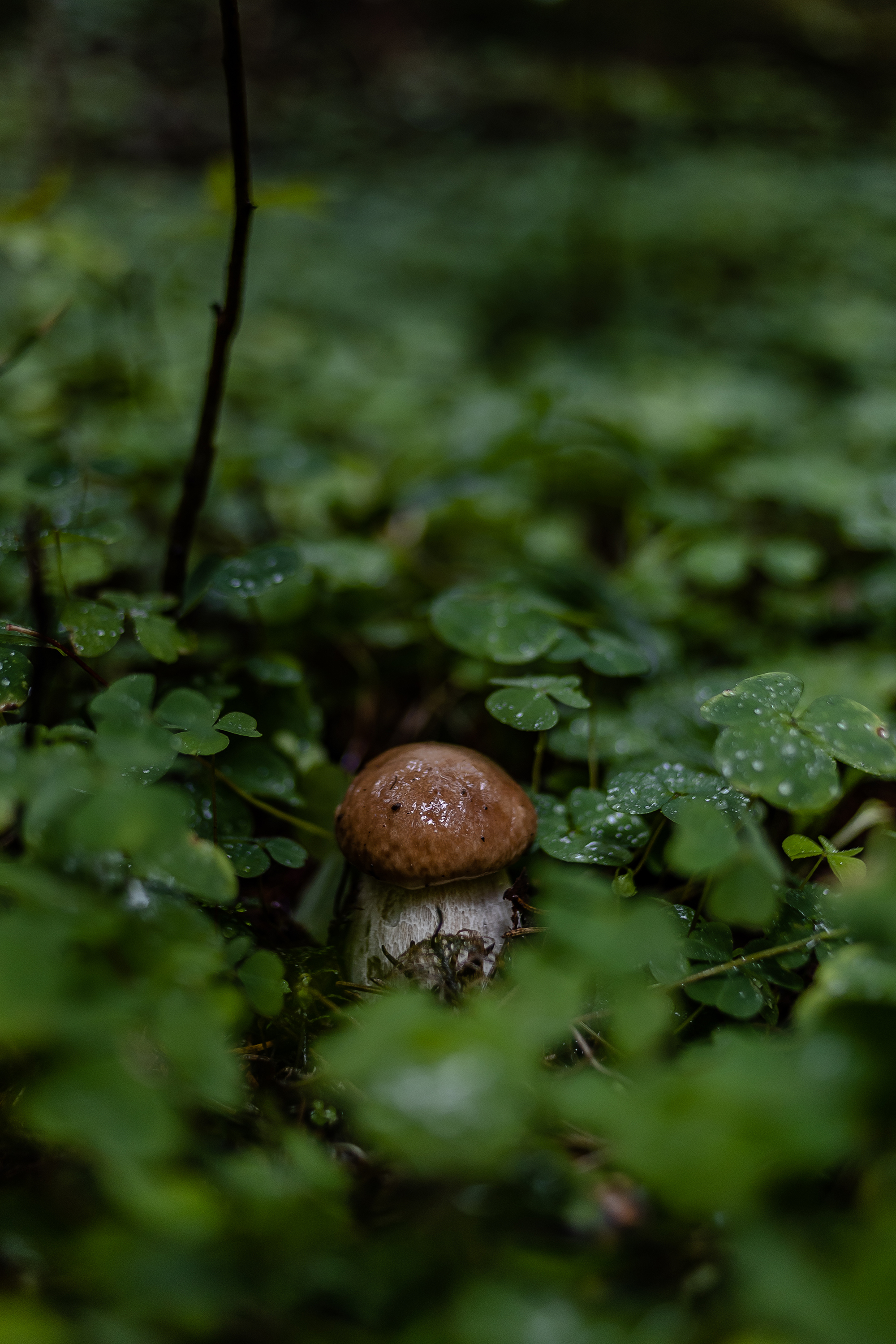 Mr. White - My, The photo, Forest, Porcini, Nature, Mushrooms