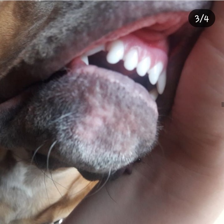 When in the process of filling a tooth, I found out the total cost of the entire treatment. - My, Dog, Dentistry, Off-topic, Longpost, Animals