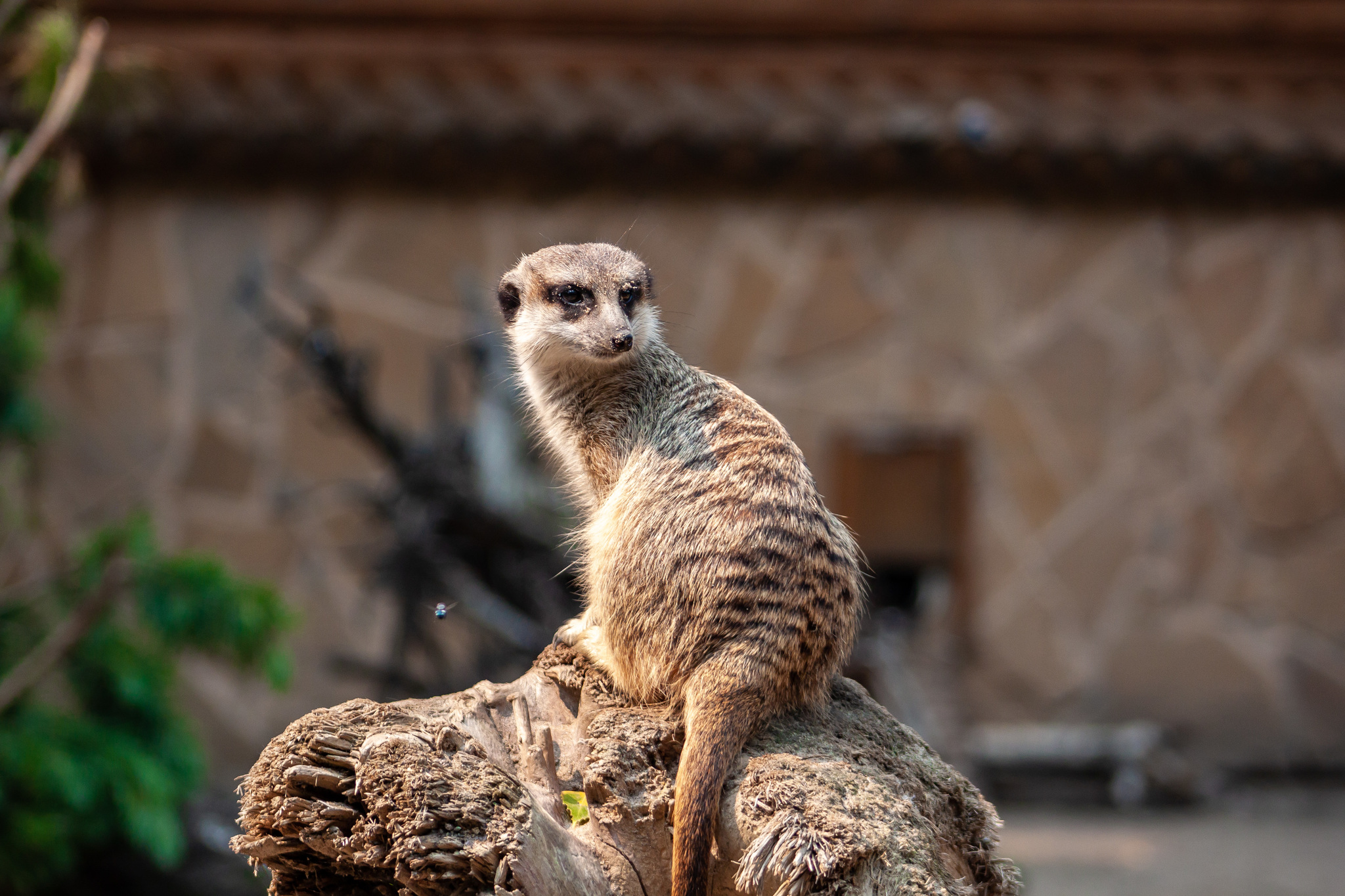 Walk around the Novosibirsk Zoo named after Rostislav Alexandrovich Shilo - My, Novosibirsk Zoo, Walk, Photo hunting, Animals, Longpost