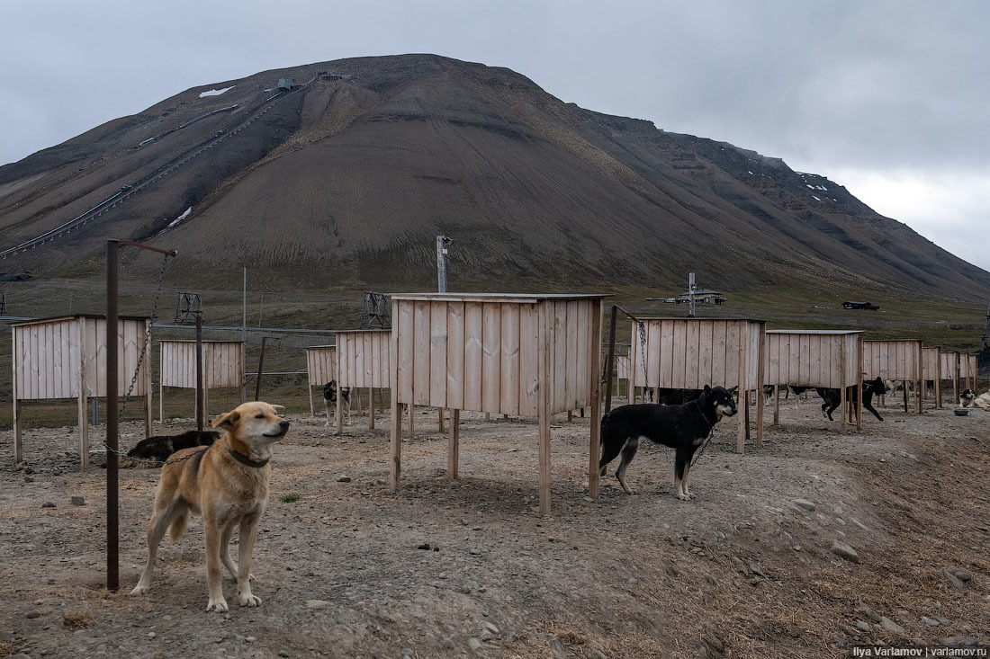 Svalbard: almost ours - My, Norway, Island, Nature, Travels, Spitsbergen, Longpost