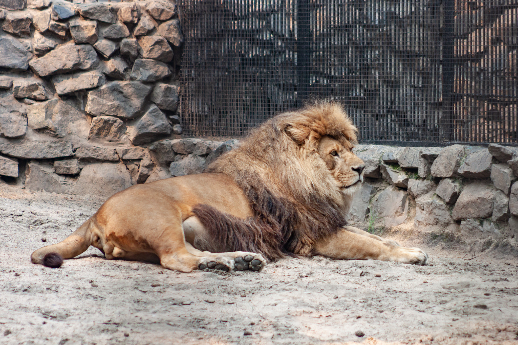 Walk around the Novosibirsk Zoo named after Rostislav Alexandrovich Shilo - My, Novosibirsk Zoo, Walk, Photo hunting, Animals, Longpost