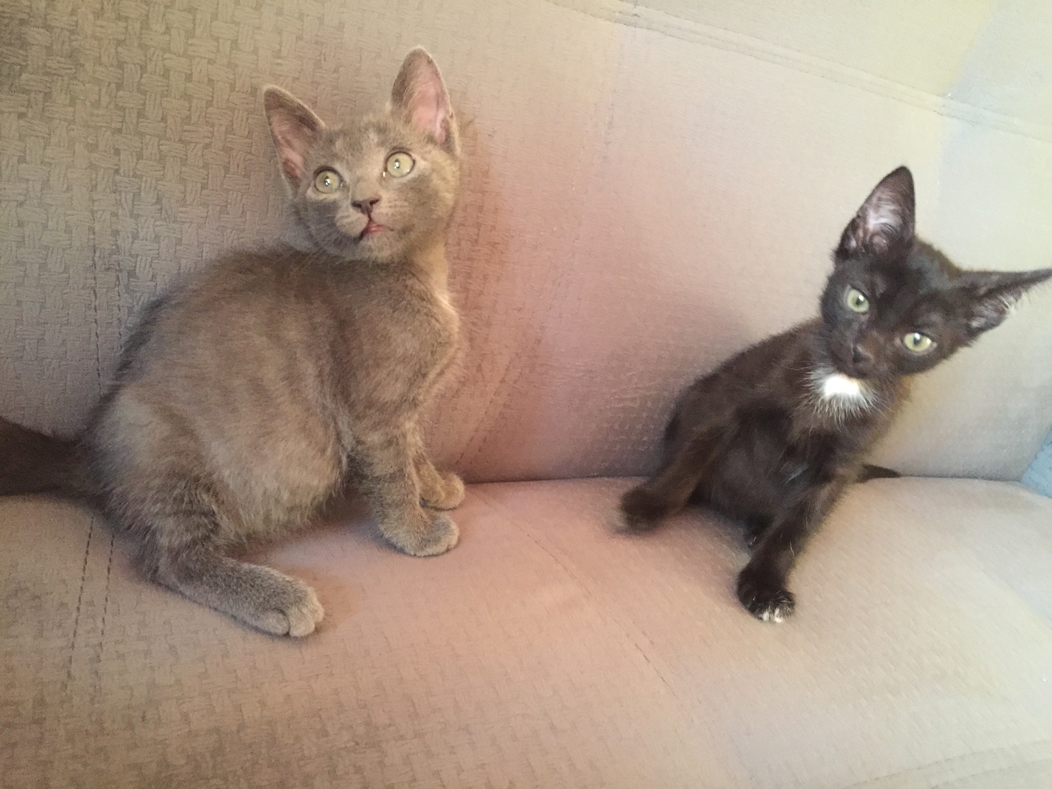 Help adopt the cats! - My, Kittens, Orenburg, In good hands, No rating, cat, Longpost