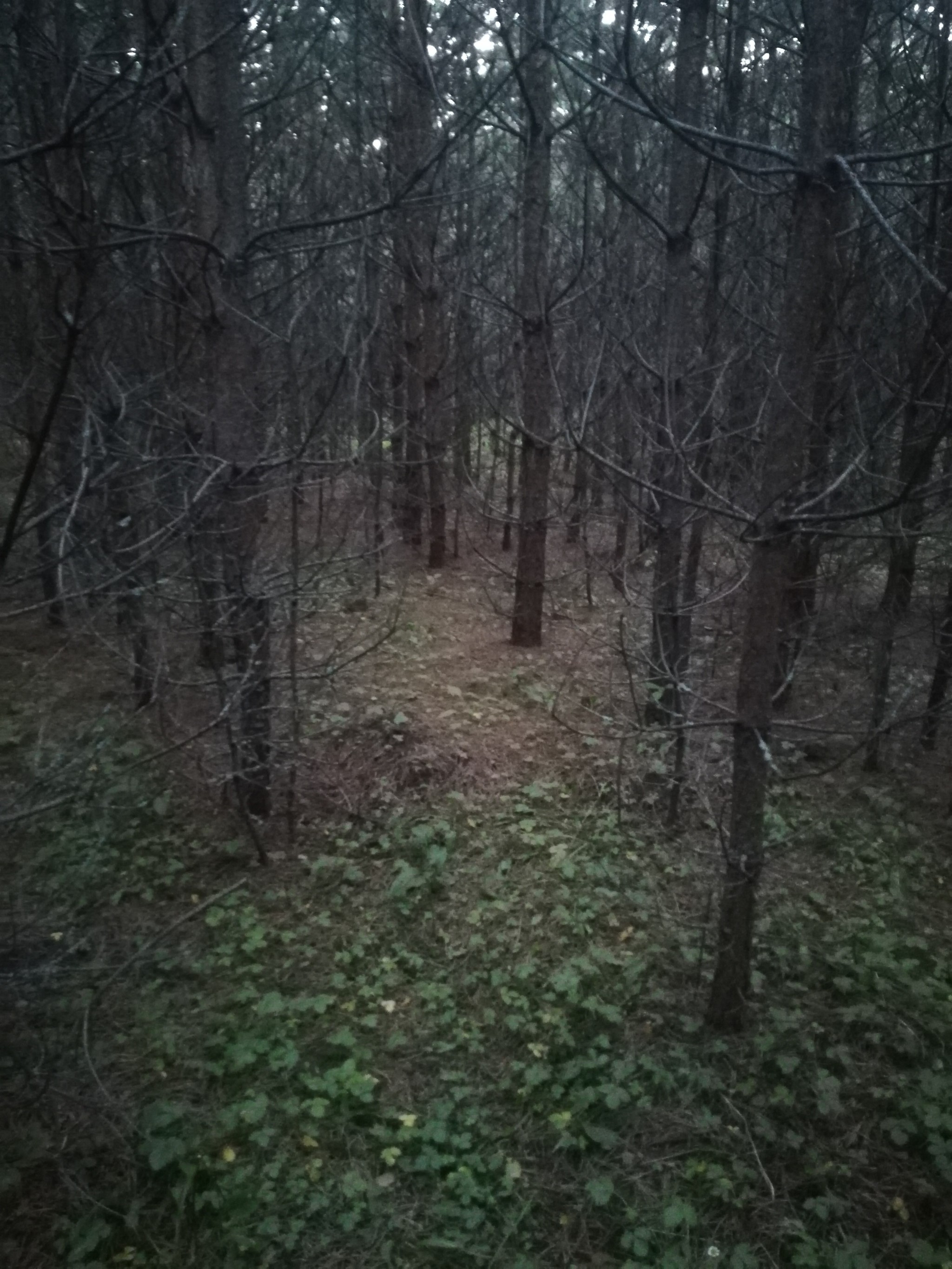 We are in the forest, it seems to be cursed - Moscow region, Forest, Bronnitsy, beauty, Fear, Kripota, Its own atmosphere, Lucky shot, Lucky moment