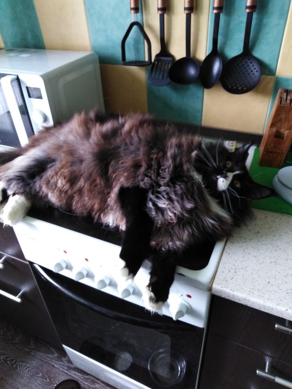 Slightly pumped up for the summer - My, Maine Coon, Longpost, cat