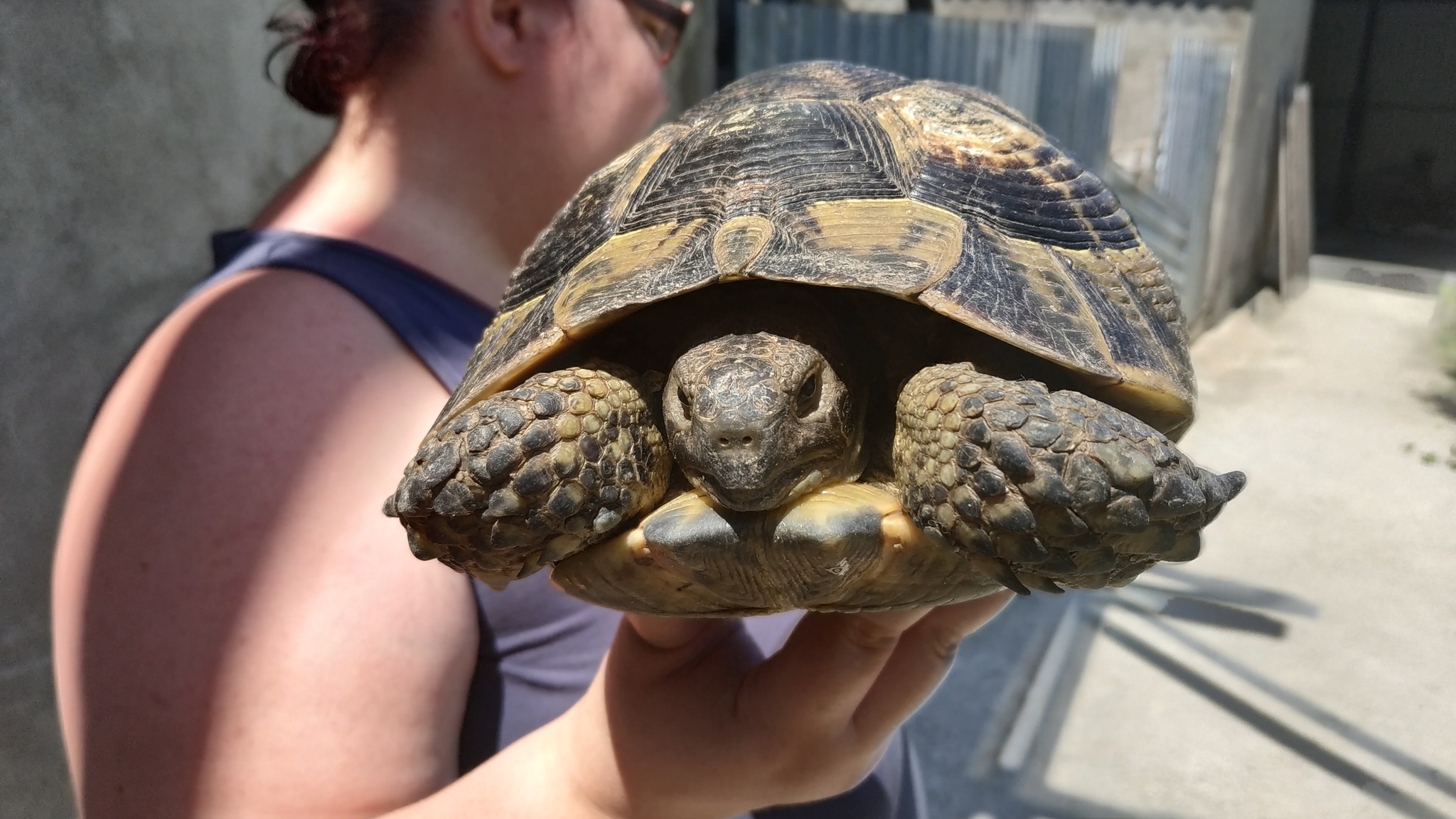 Found a turtle, need help identifying the species... - My, Turtle, , Longpost