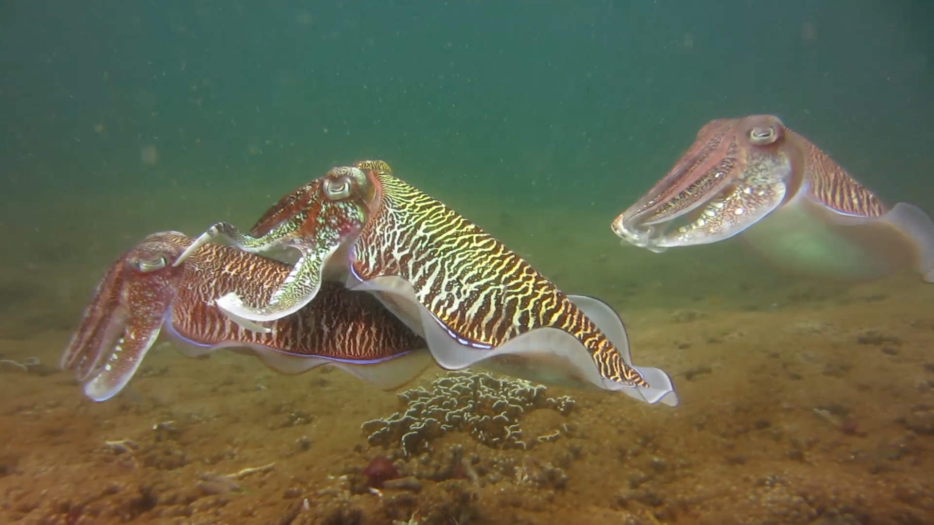 Diving. - My, Thailand, Diving, Phuket, Metal detector, Underwater search, Moray, Video, Longpost, Snake