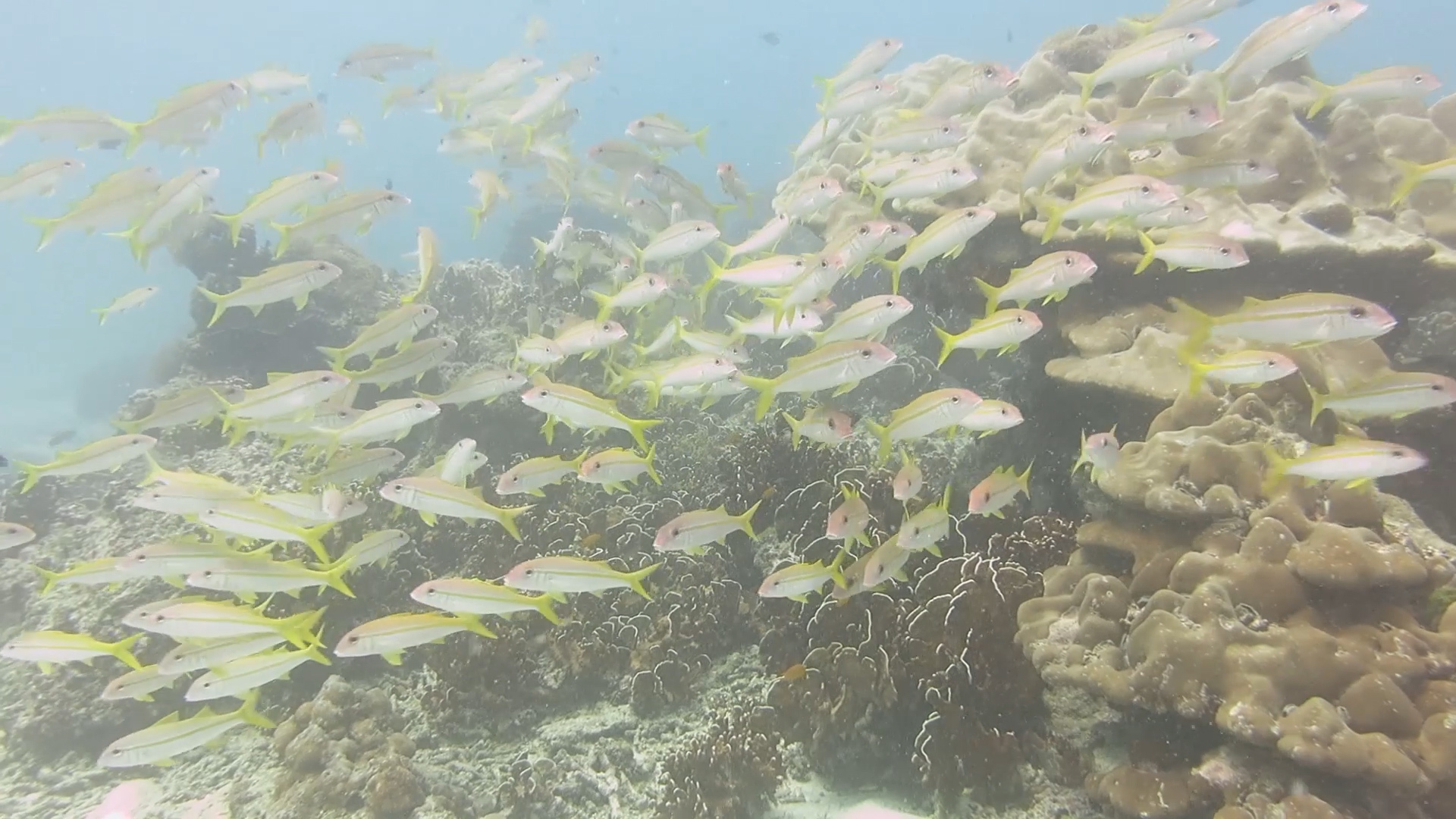 Diving. - My, Thailand, Diving, Phuket, Metal detector, Underwater search, Moray, Video, Longpost, Snake