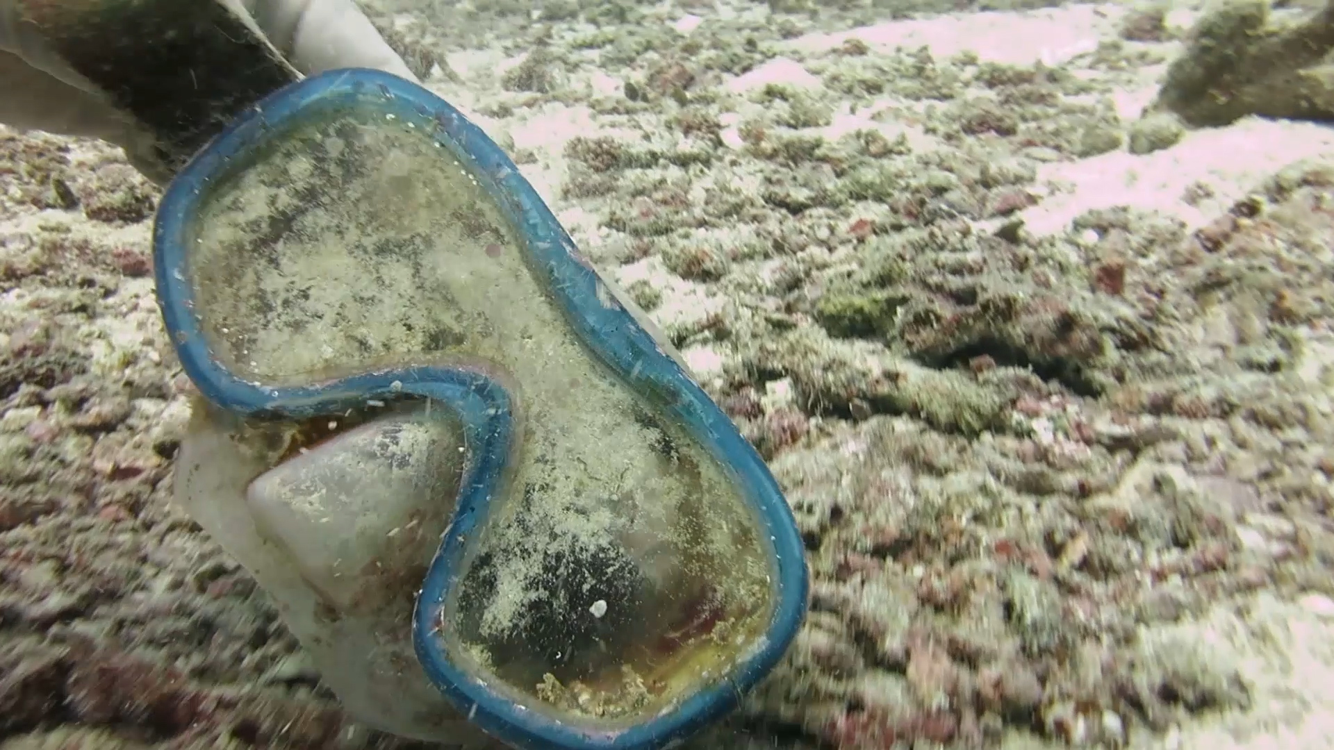 Diving. - My, Thailand, Diving, Phuket, Metal detector, Underwater search, Moray, Video, Longpost, Snake