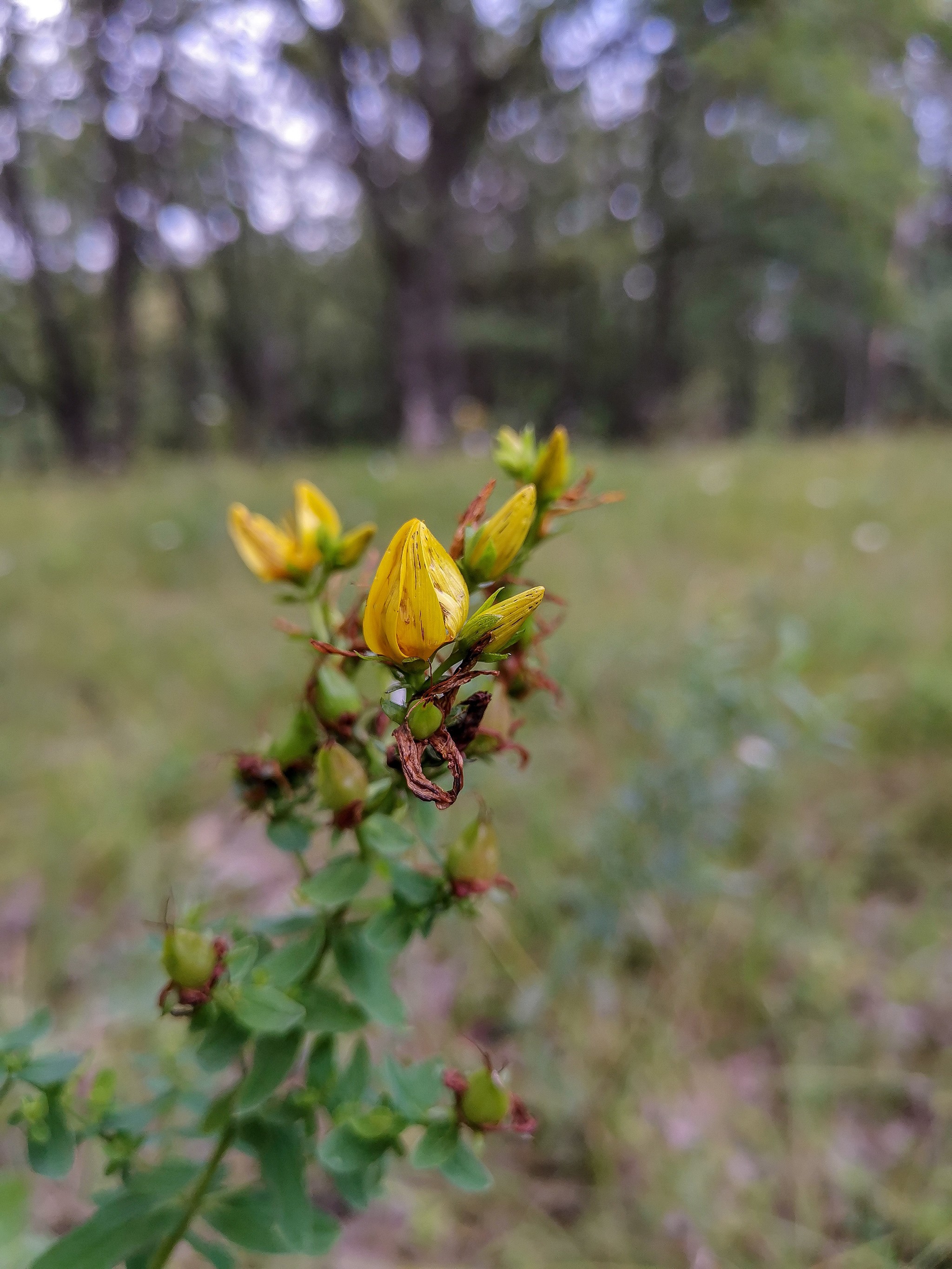 Summer sketches - My, Mobile photography, Huawei mate 20, ladybug, Longpost, Flowers, Plants