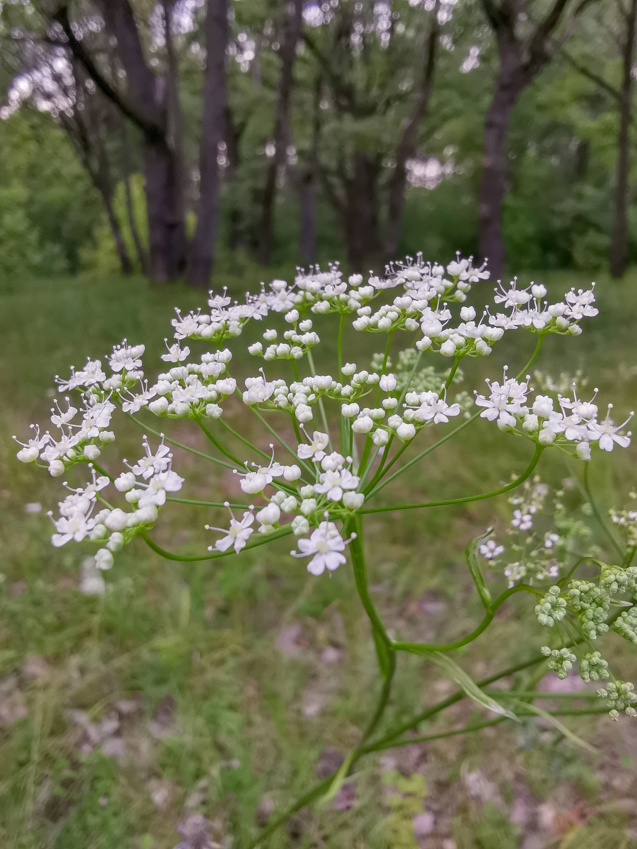 Summer sketches - My, Mobile photography, Huawei mate 20, ladybug, Longpost, Flowers, Plants