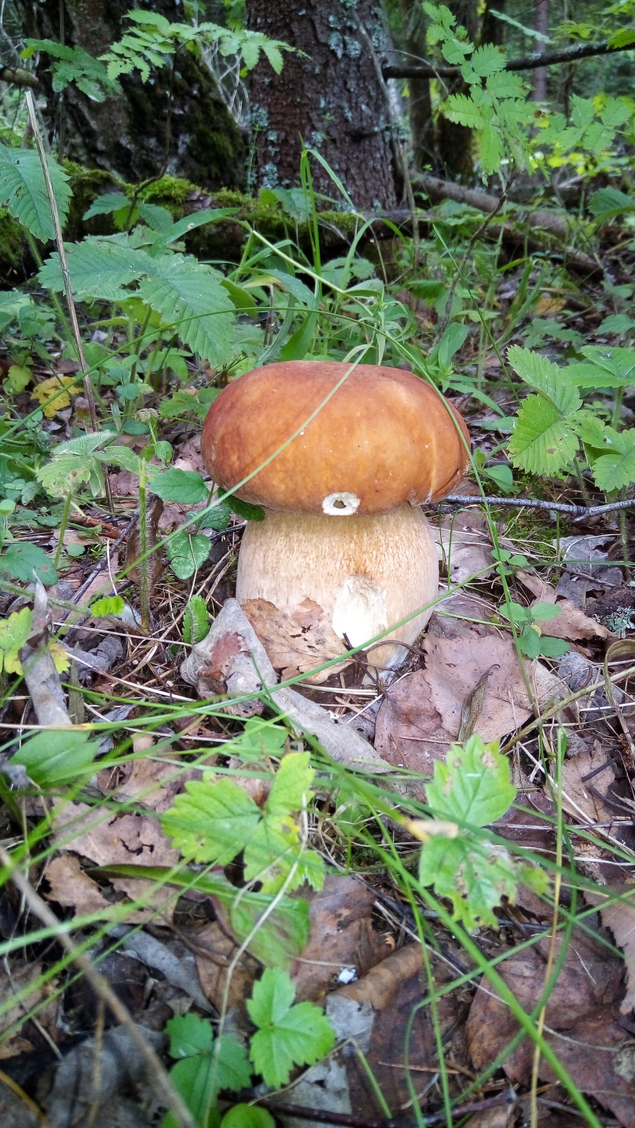 Honeybees guys. - My, Mushrooms, Mushroom season, Longpost