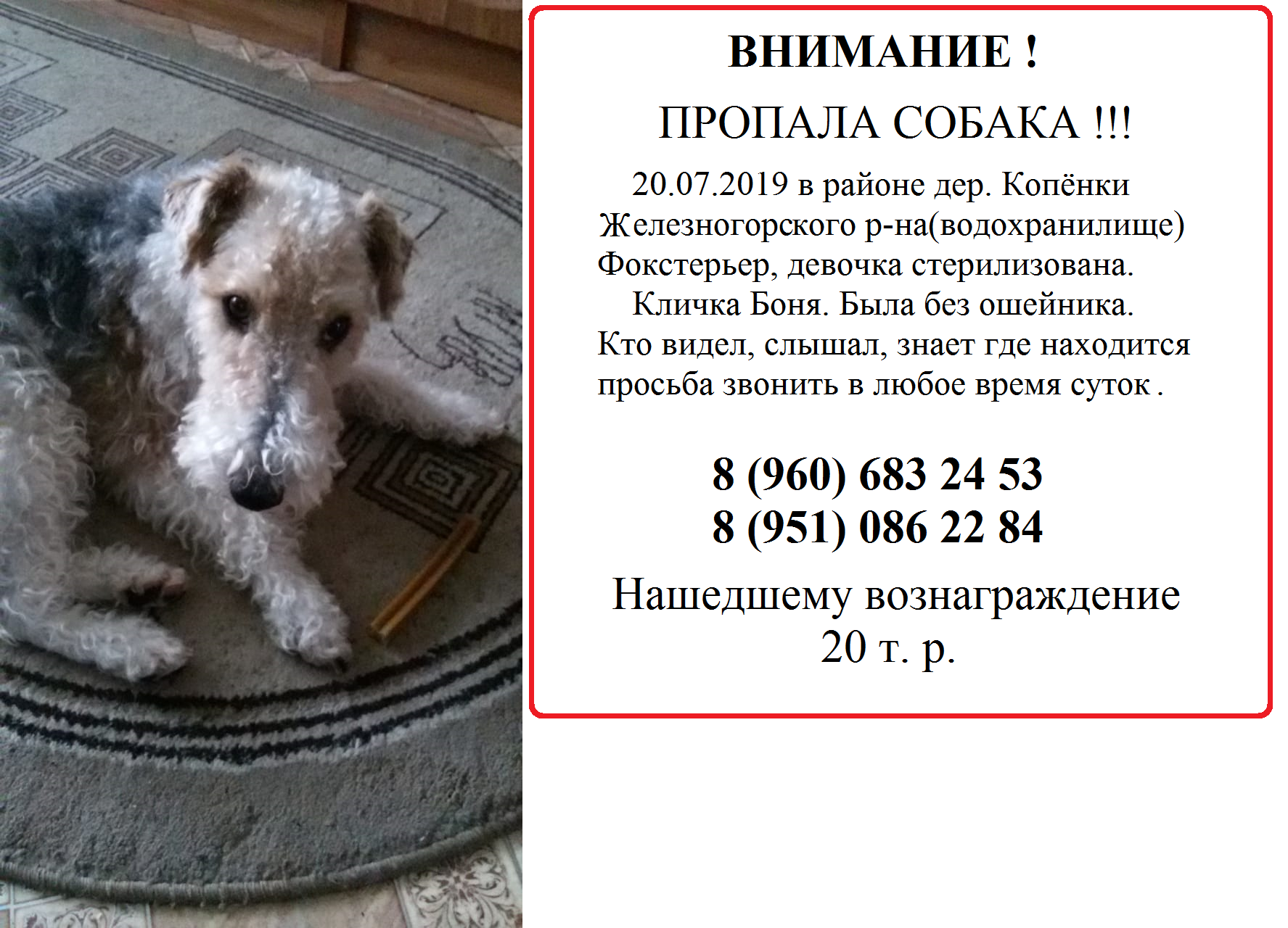 The dog is missing. - My, The dog is missing, No rating, Fox terrier, Kursk region, Dog, Help me find