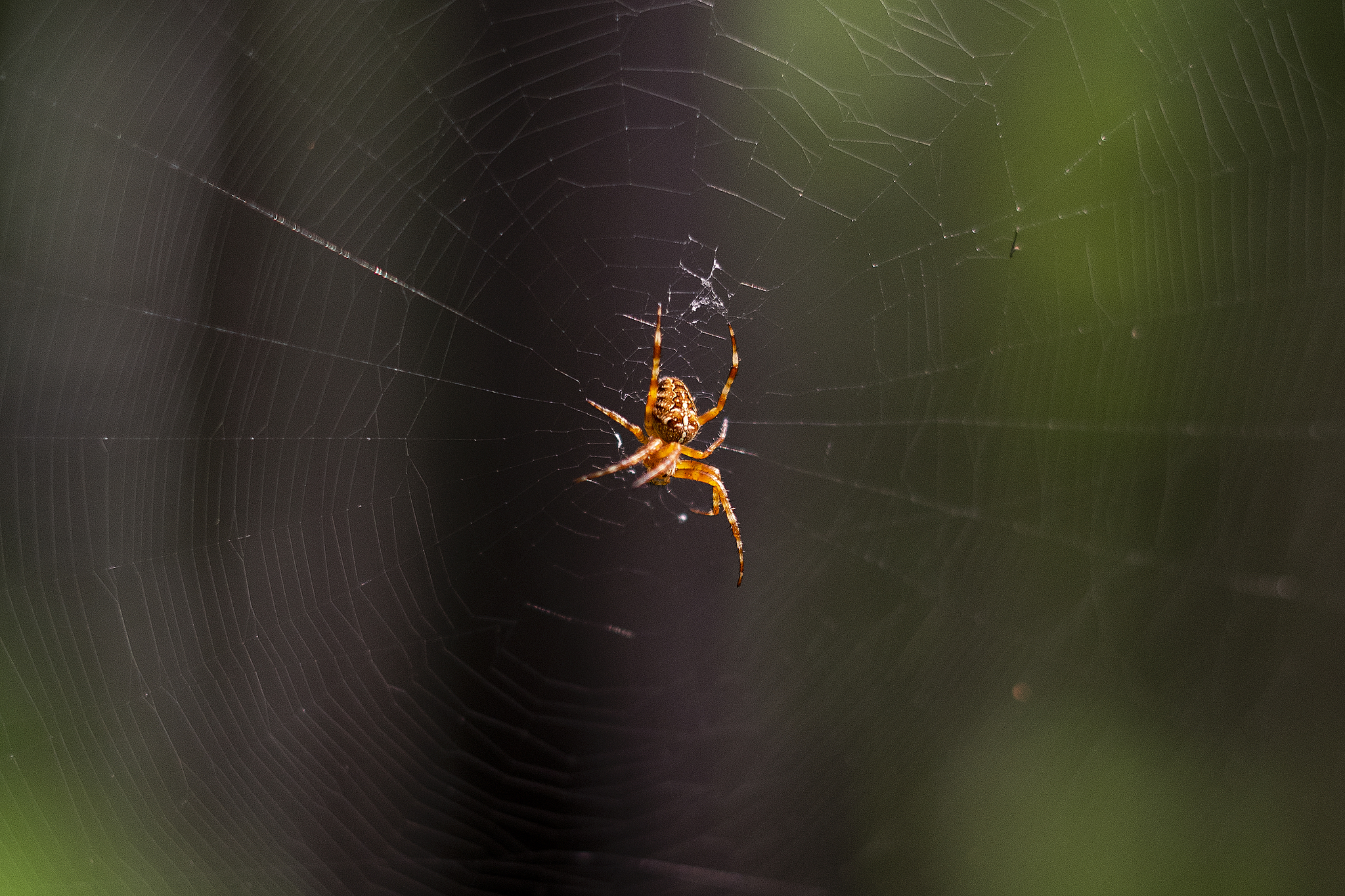 Walk in the woods - My, Forest, Spider, The photo, Mushrooms, Moss