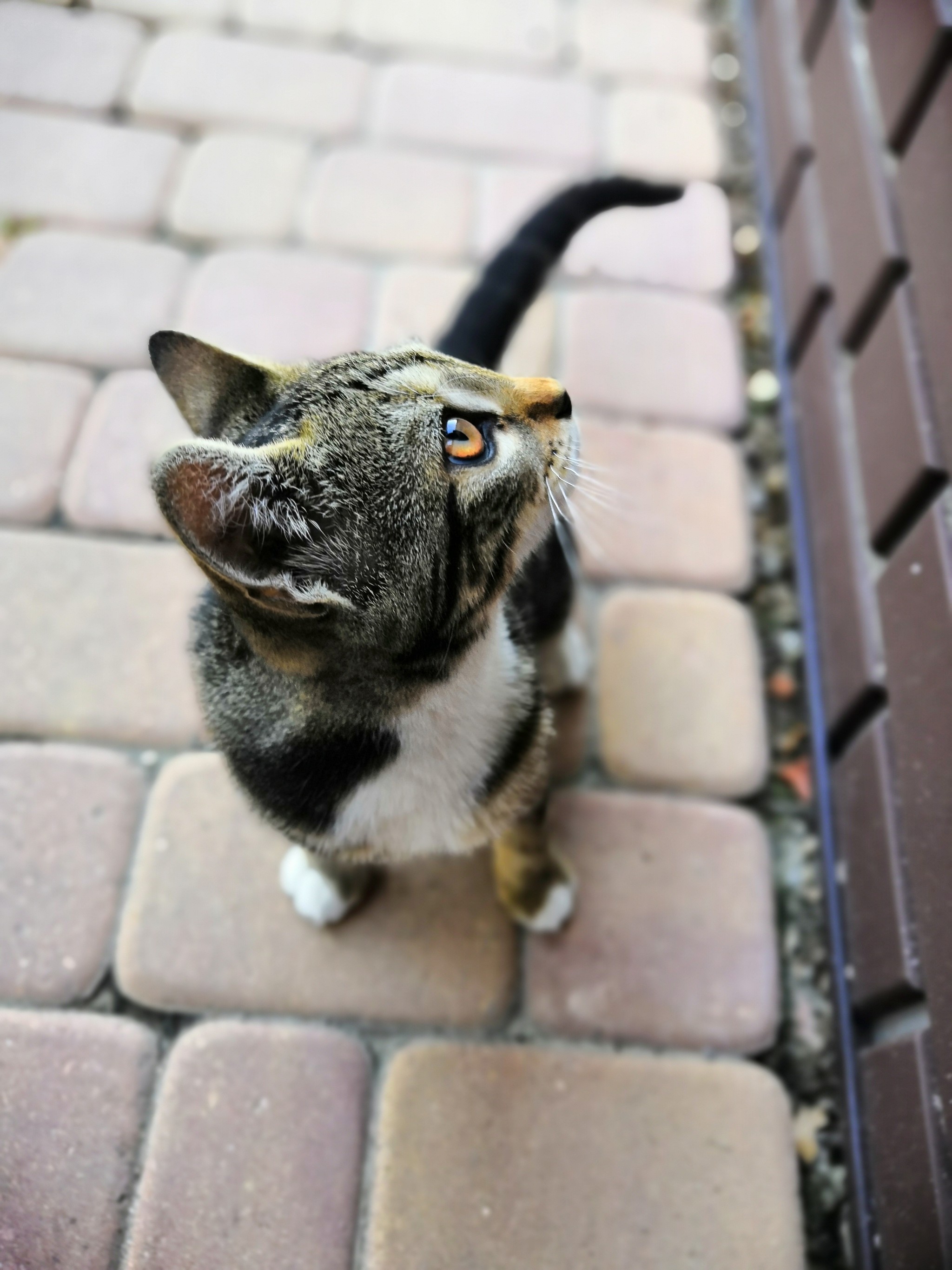 Cats of Yalta - My, Yalta, cat, Catomafia, Animals, Relaxation, Photo on sneaker, Photo hunting, Longpost