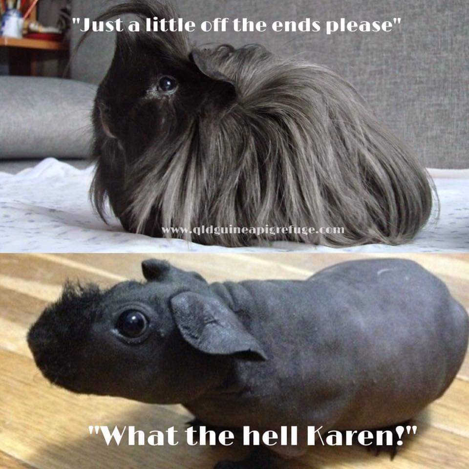 Just trim the ends for me, please. - Guinea pig, Salon, The photo, Humor, From the network