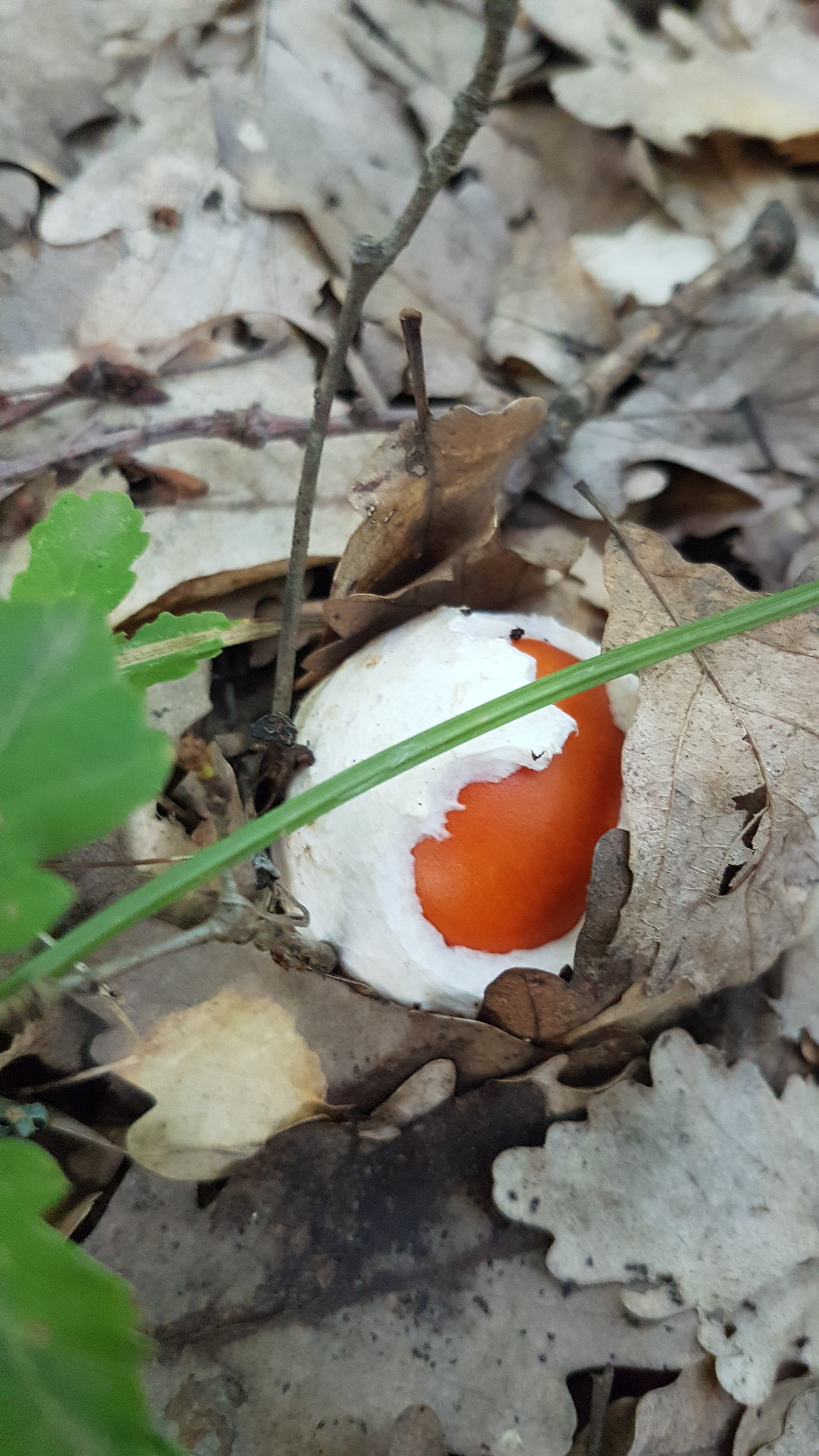 Mushrooms went in the Krasnodar Territory! - My, Mushrooms, Silent hunt, Краснодарский Край, Longpost