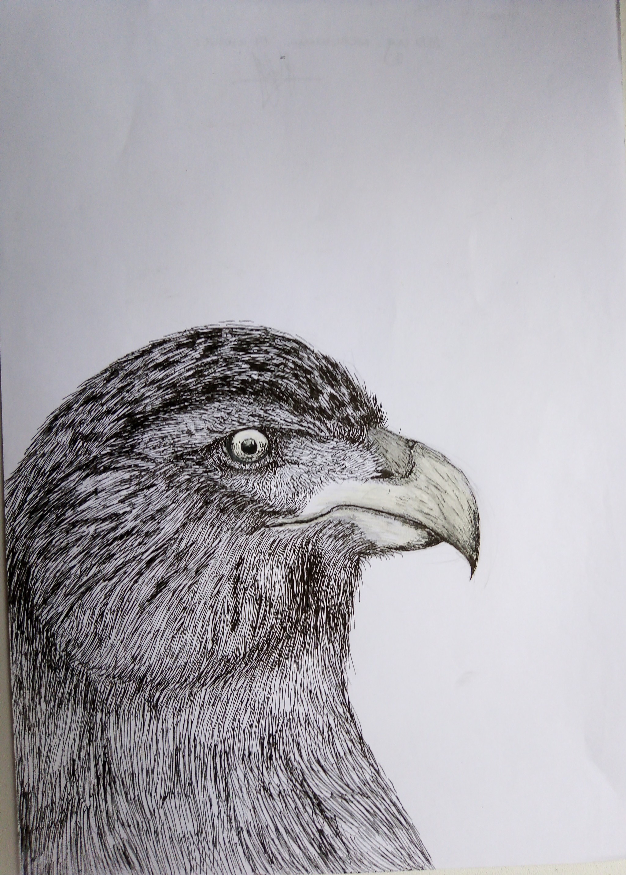 My art... - My, Eagle, Longpost, Drawing, Pen drawing