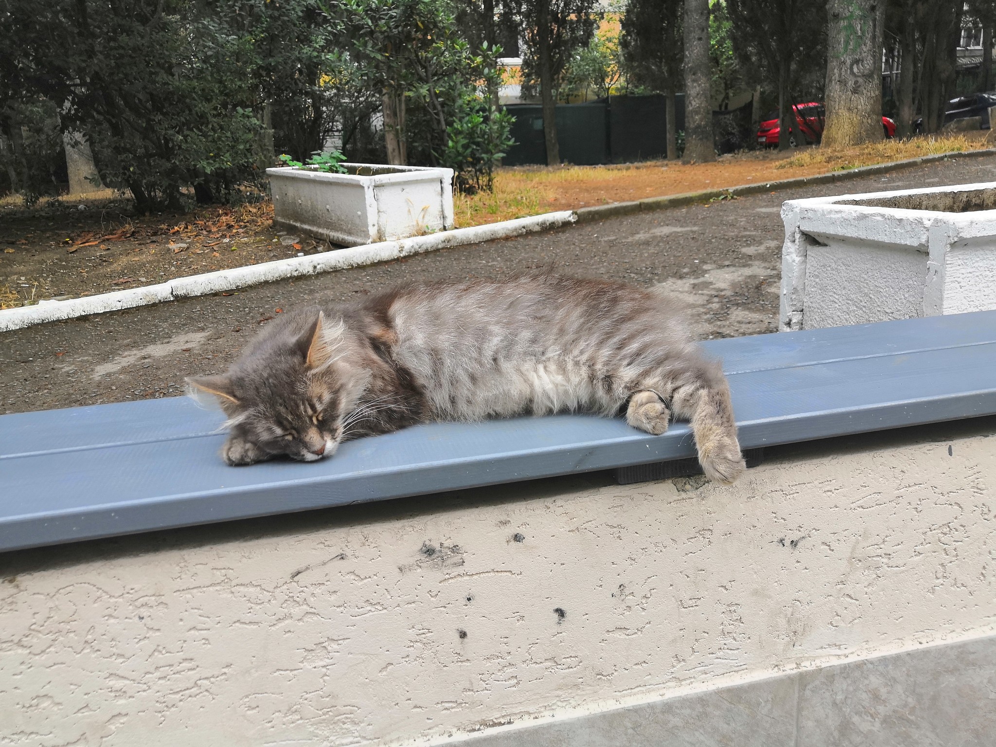 Cats of Yalta - My, Yalta, cat, Catomafia, Animals, Relaxation, Photo on sneaker, Photo hunting, Longpost