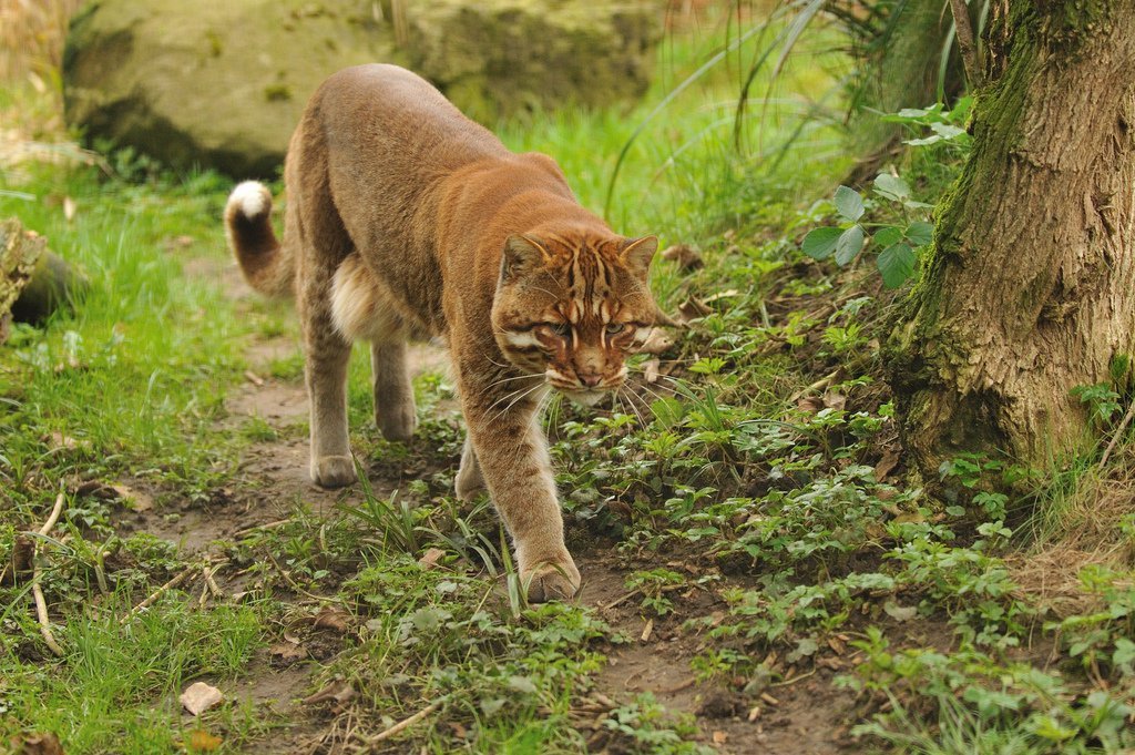 Temmink's Cat - cat, Catomafia, The photo, Longpost