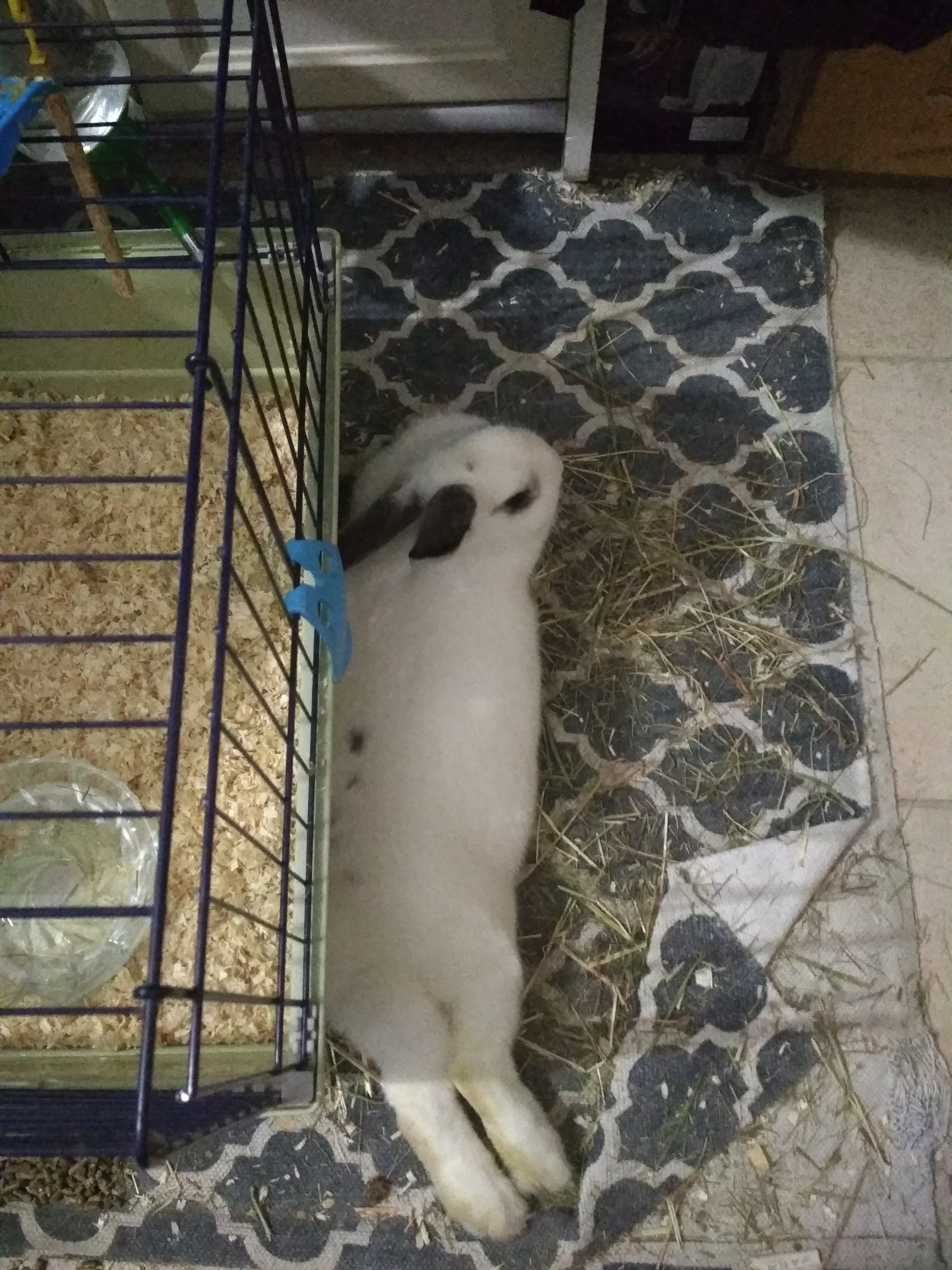 Here's a rabbit for you. - My, Rabbit, The photo, Longpost, Pets