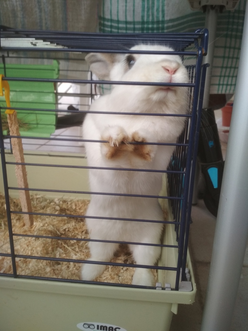 Here's a rabbit for you. - My, Rabbit, The photo, Longpost, Pets