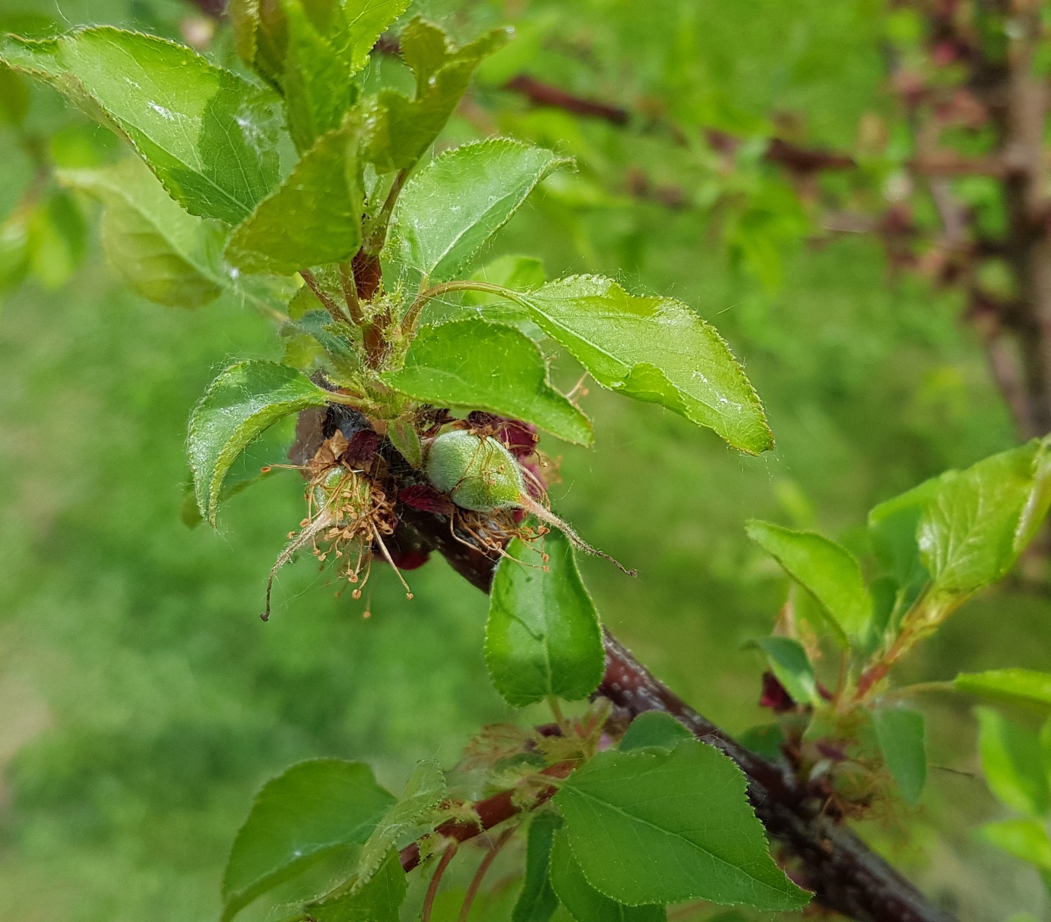 Our harvest - My, Gardening, Apricot, Harvest, Dacha, Подмосковье, Longpost