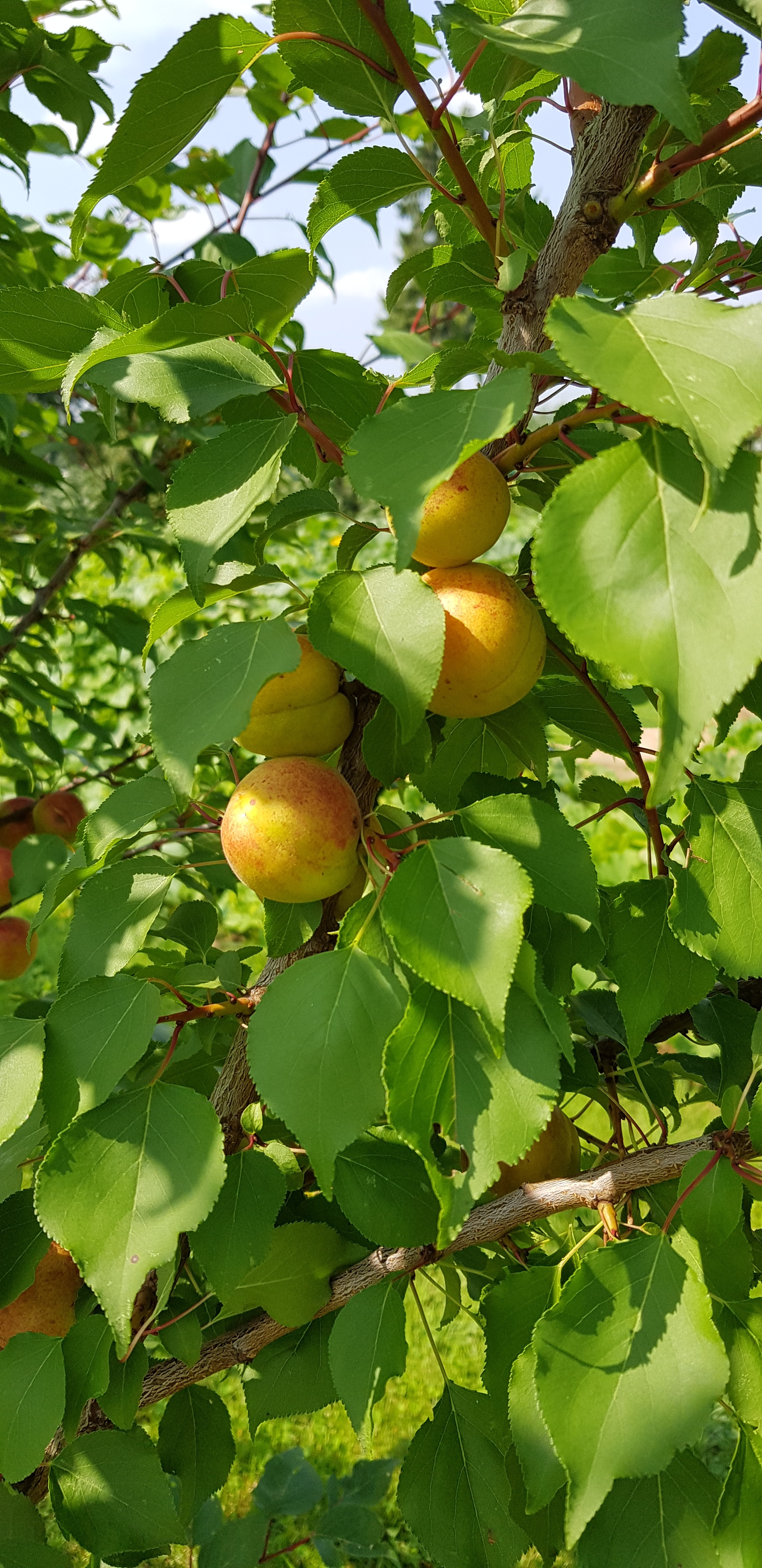 Our harvest - My, Gardening, Apricot, Harvest, Dacha, Подмосковье, Longpost