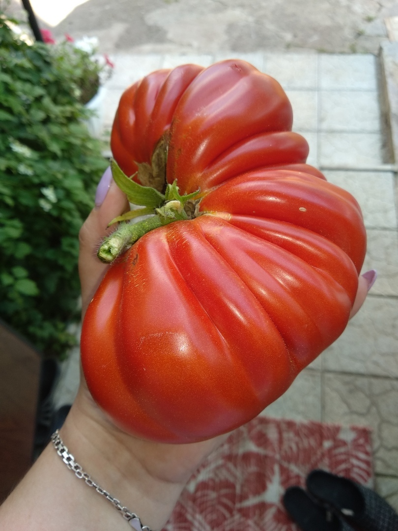 A couple of tomatoes for a salad - My, Tomatoes, Harvest, Longpost