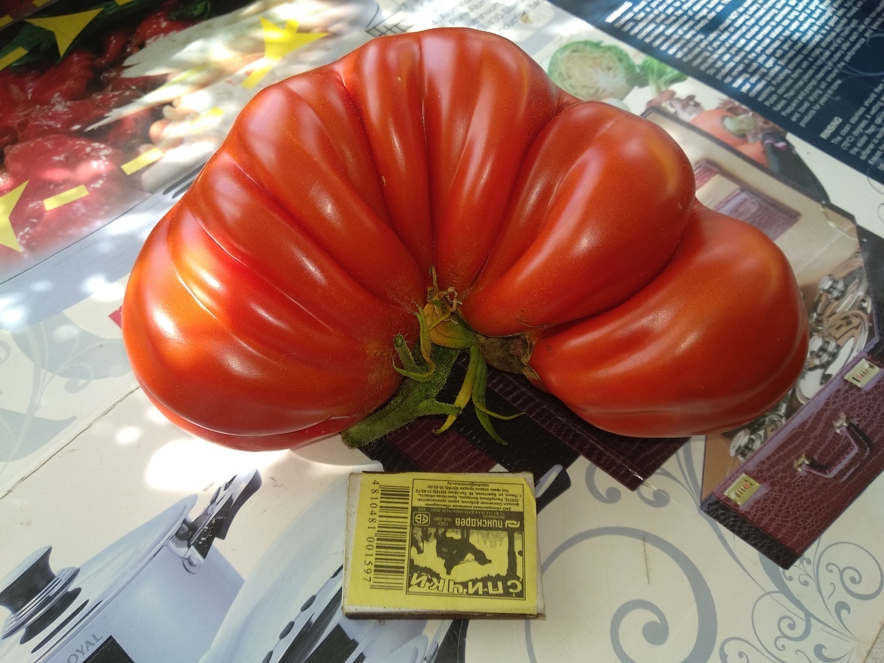 A couple of tomatoes for a salad - My, Tomatoes, Harvest, Longpost