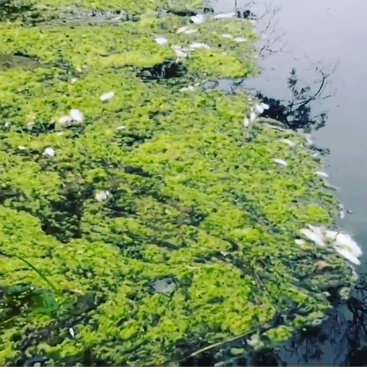 Ecological catastrophe Izyak river. Bashkiria, Blagoveshchensky district. - Ecology, Disaster, River, Pestilence, Longpost, Negative