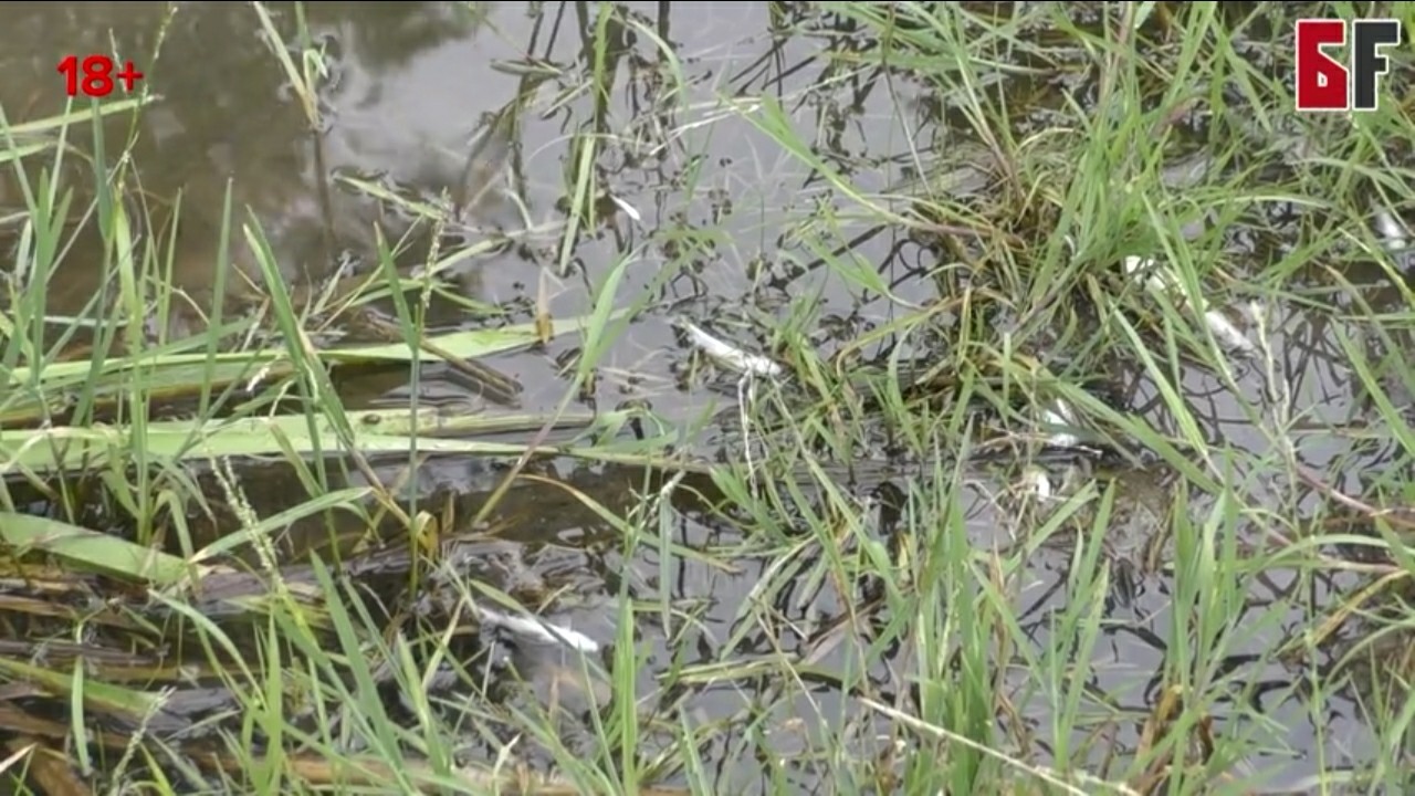 Ecological catastrophe Izyak river. Bashkiria, Blagoveshchensky district. - Ecology, Disaster, River, Pestilence, Longpost, Negative