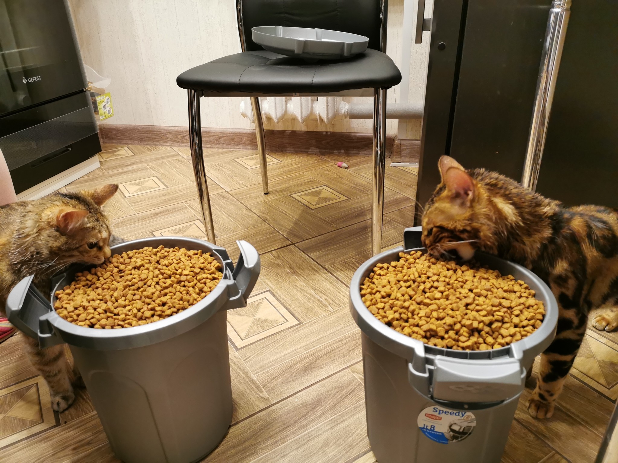 Light snack and bainki - cat house, Diet, Pets, Bengal cat, cat