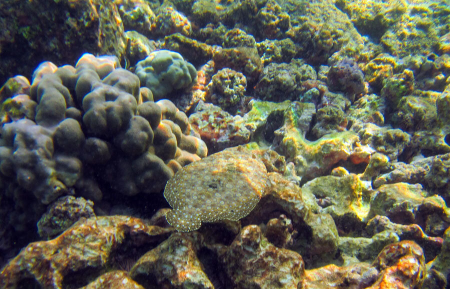 Что там под водой -2 ? - Моё, Море, Под водой, Снорклинг, Фотография, Гавайи, Длиннопост