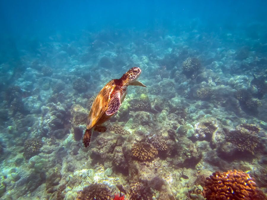 Что там под водой -2 ? - Моё, Море, Под водой, Снорклинг, Фотография, Гавайи, Длиннопост