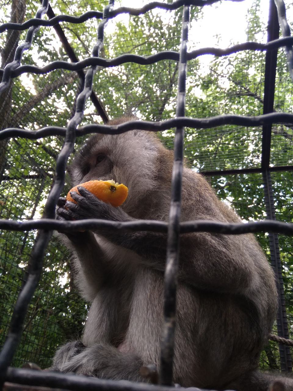 Taigan Park. - Crimea, Relaxation, Taigan Lions Park, Longpost