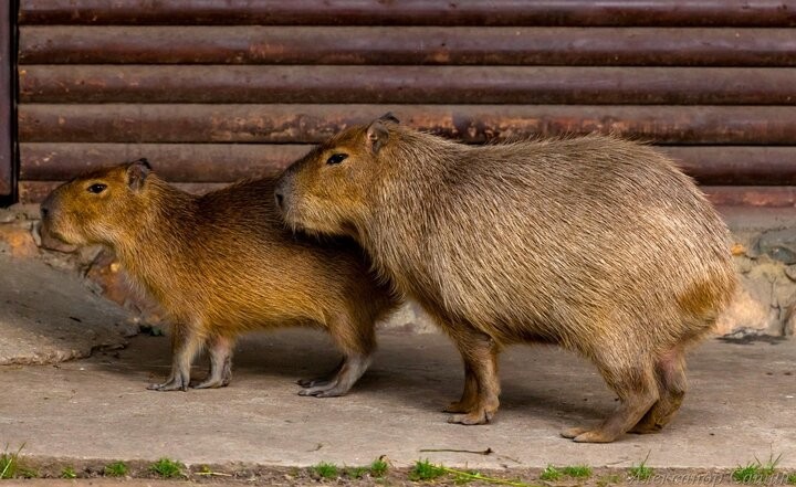 Capybara: Emergency at the Moscow Zoo - Capybara, Moscow Zoo, Tragedy, Negative, Video, Longpost