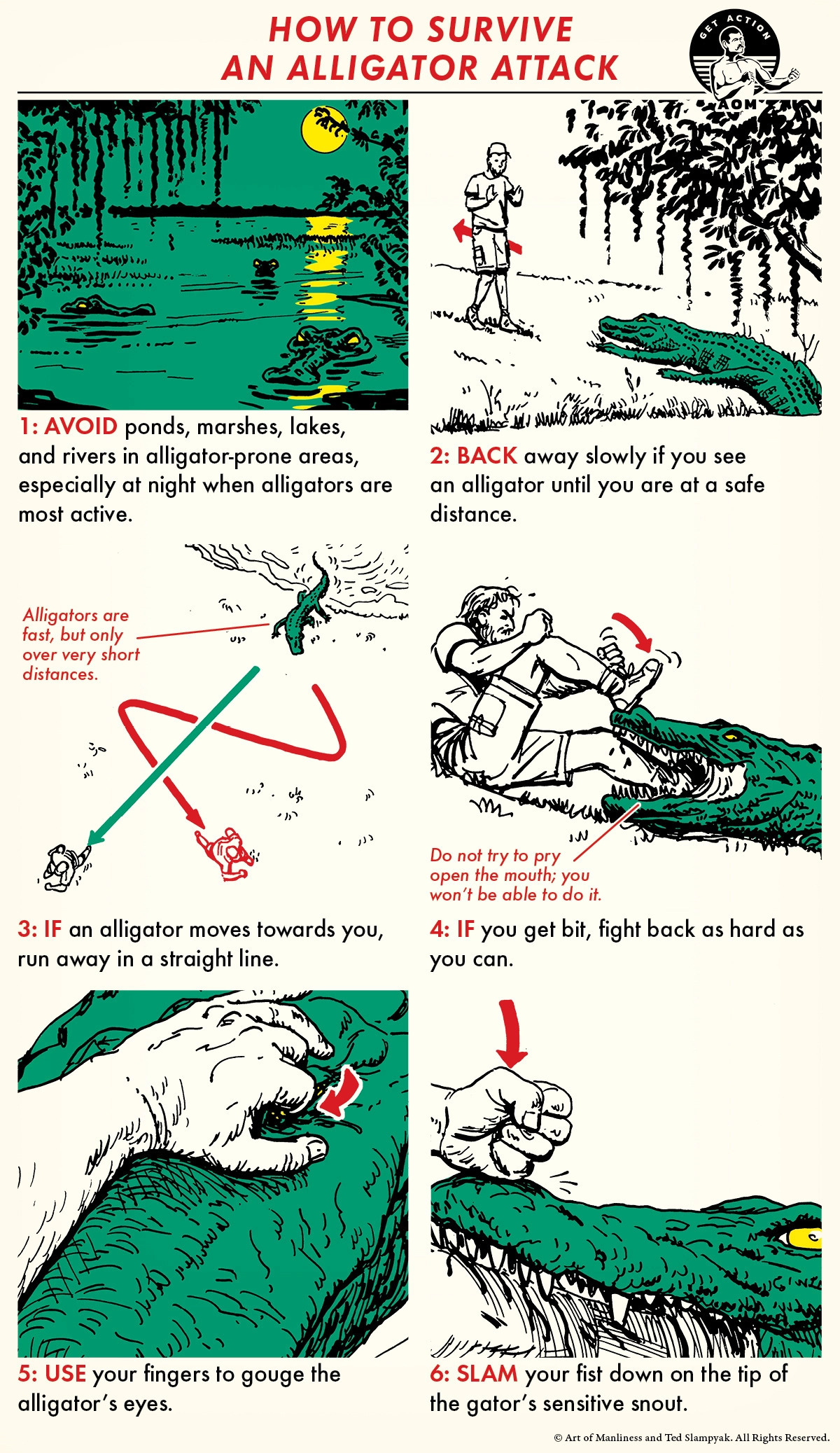 How to survive an alligator attack - Alligator, Attack, What to do, Instructions, USA, Longpost