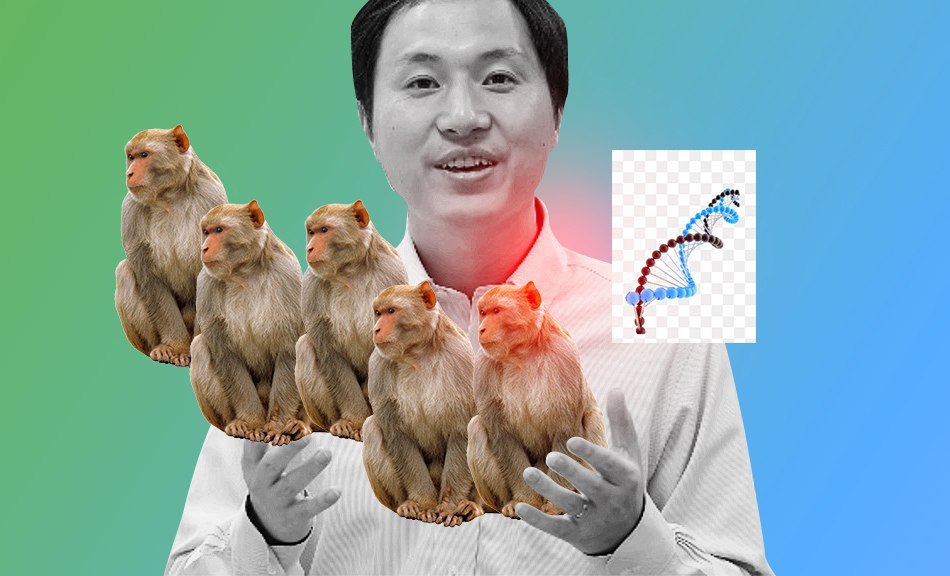 TRANSGENIC MONKEYS ARE MORE IMPORTANT THAN GMO KIDS - My, Genetics, Crispr-Cas9, Genome editing, Longpost