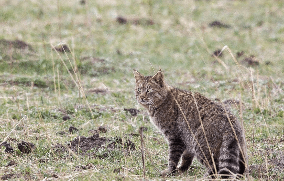 Гобийская серая кошка