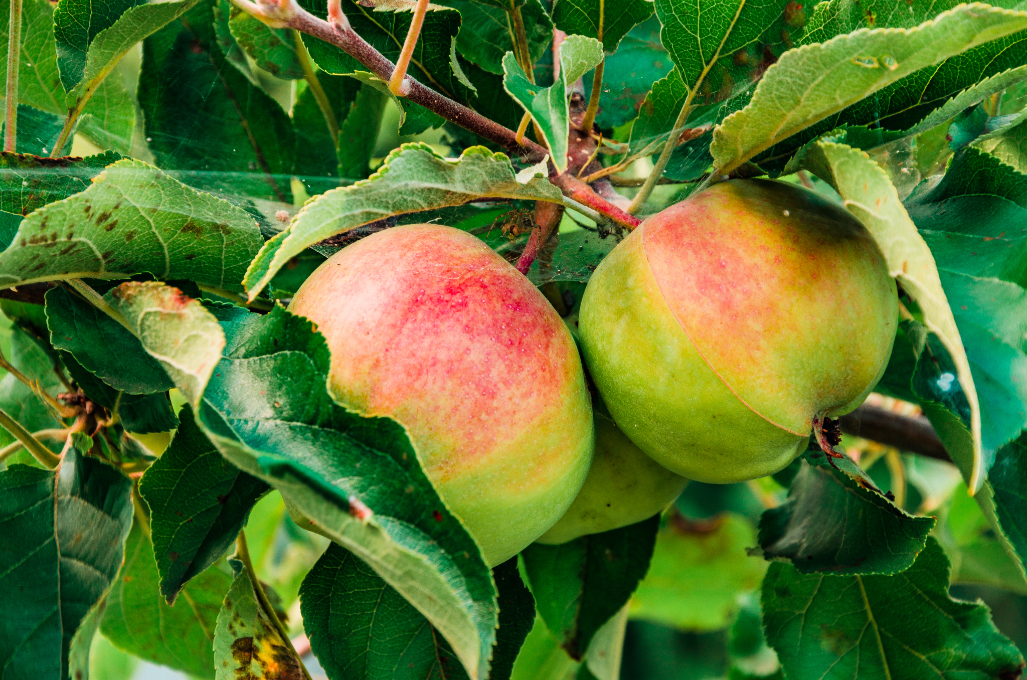 Gifts of summer - My, The photo, Macro photography, Berries, Apples, Nature, Longpost