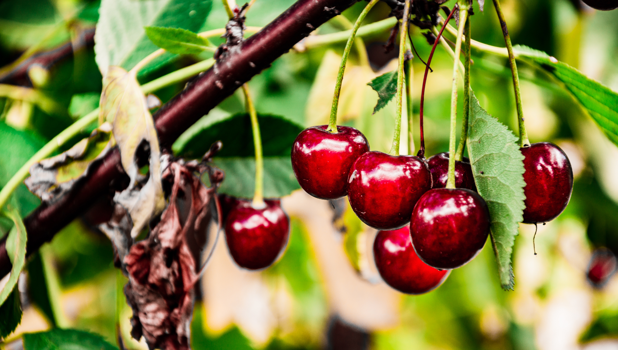 Gifts of summer part -2 - My, The photo, Landscape, Berries, Macro photography, Macro, Summer, Longpost